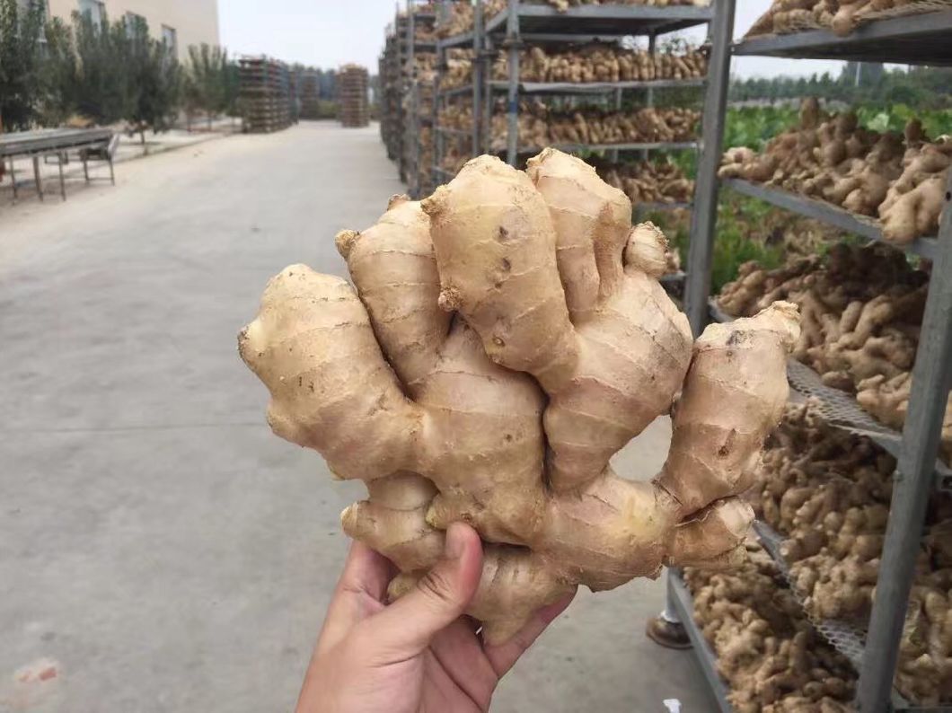 Air Dry Ginger in China