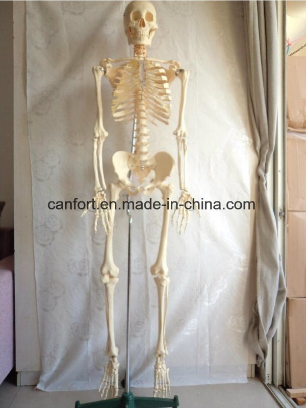 Half Muscle Coloring Medical Teaching Human Skeleton Model (170cm)