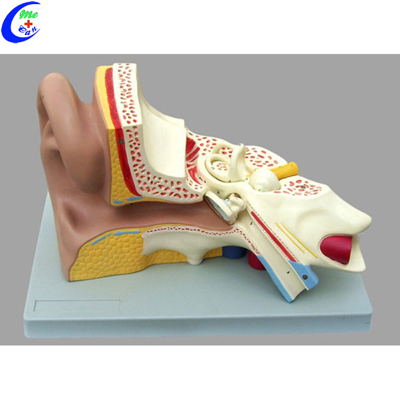 Medical Teaching Equipment Anatomy Training Models