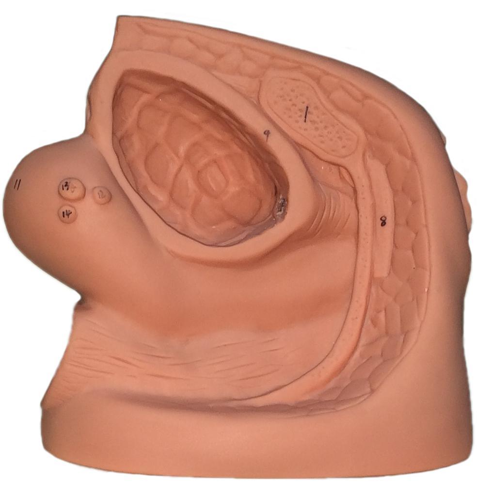 Xy-H-0017 Female Internal & External Genitalorgan Model