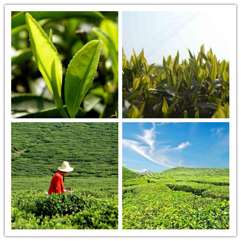 Central Asia Uzbekistan Cheap Tea 9501 Leaf Tea Green Tea
