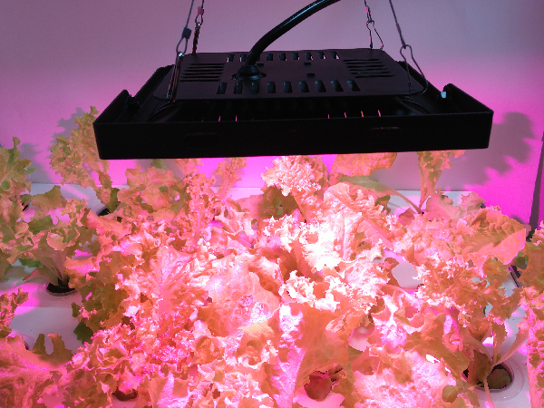 Ultrathin 50W COB Indoor Garden Greenhouse Hydroponic LED Grow Light