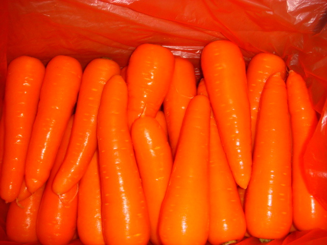 Professional Exporting High Quality Fresh Carrot (80-150g)