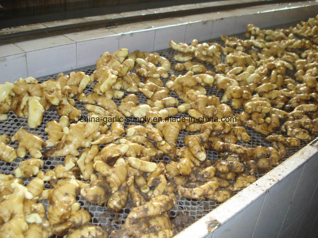 Wholesale IQF Frozen Peeled Diced Sliced Minced Mashed Ginger in 10kg Carton with Good Price