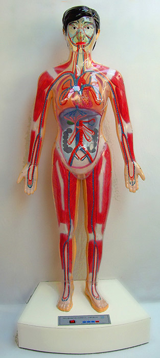 Xy-2 170cm Microcomputer Human Heart Cycle and The Size Cycle Electric Model