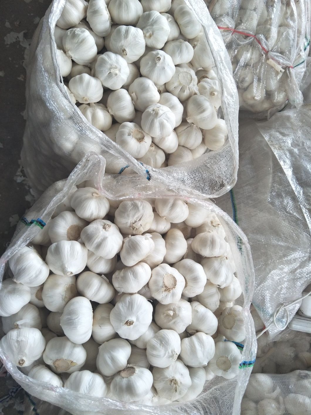 2017 White Garlic From China for Exporting