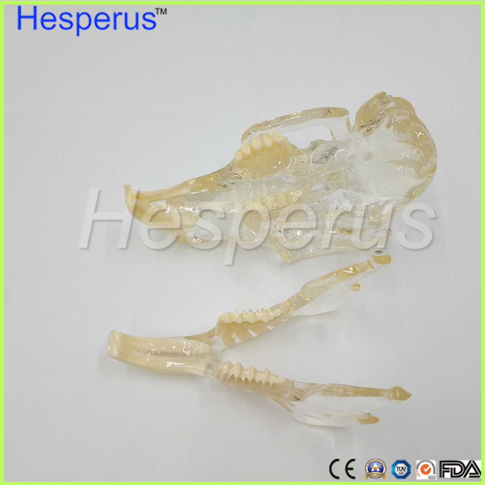 Rabbit Jaw Teeth Model Veterinary Teaching Hesperus