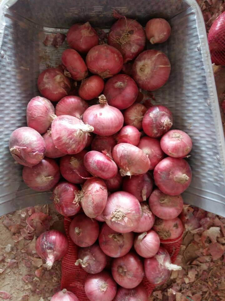 New Crop Chinese Fresh Red Onion for Sale