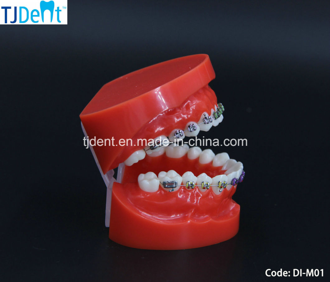 Dental Othodontic Treatment Anatomy Teaching Standard Teeth Model (DI-M01)
