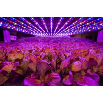 2000W High Bay Power Garden Indoor Greenhouse LED Grow Light