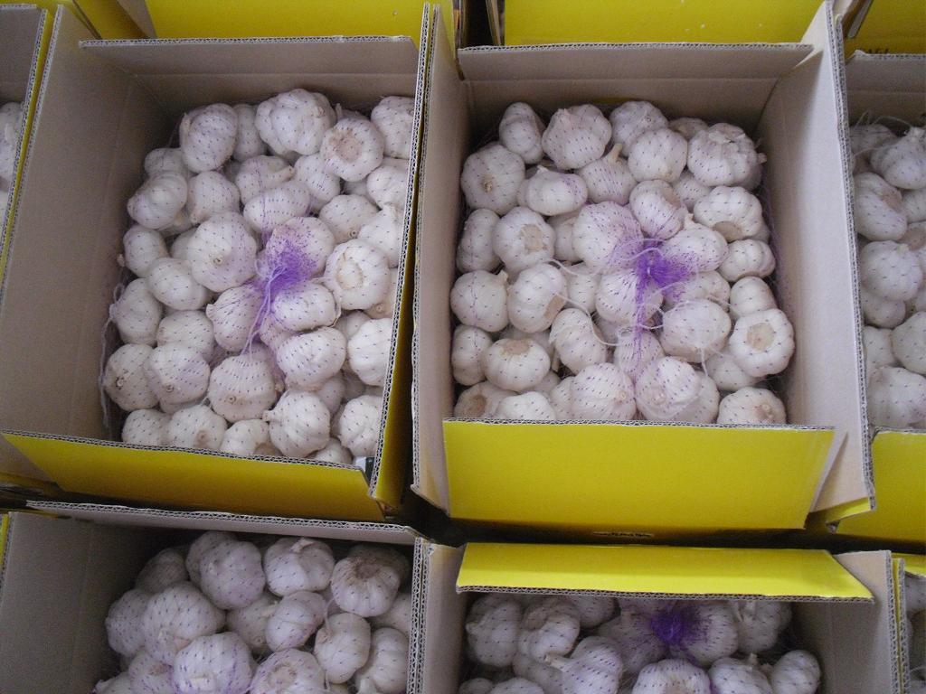 Chinese Red/Normal White/Pure White Wholesale Fresh Garlic