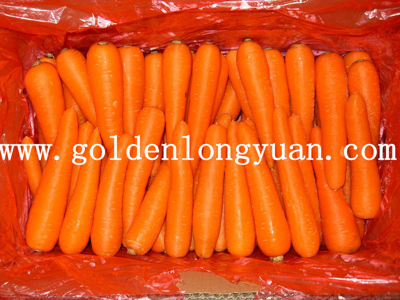 Xiamen Origin New Crop Fresh Carrot