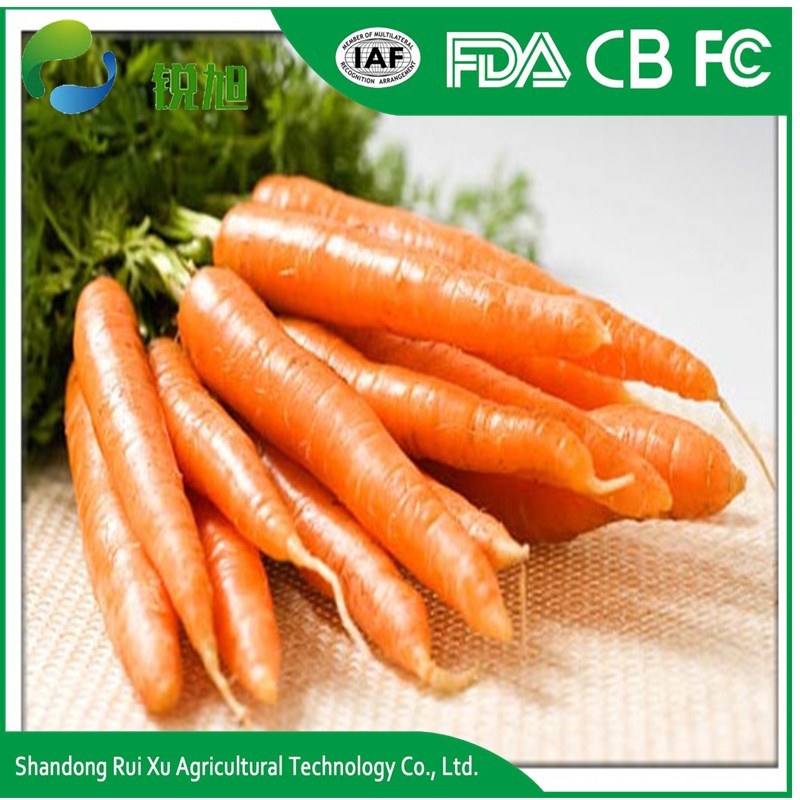 High Quality China Fresh Carrot in 10kg/Carton