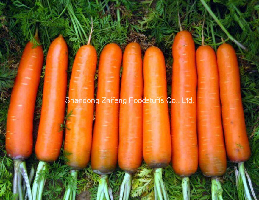 High Quality Fresh Shandong Carrot