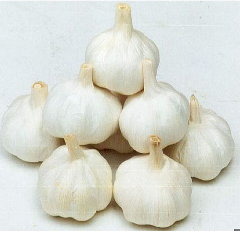 Fresh Garlic High Quality Low Price