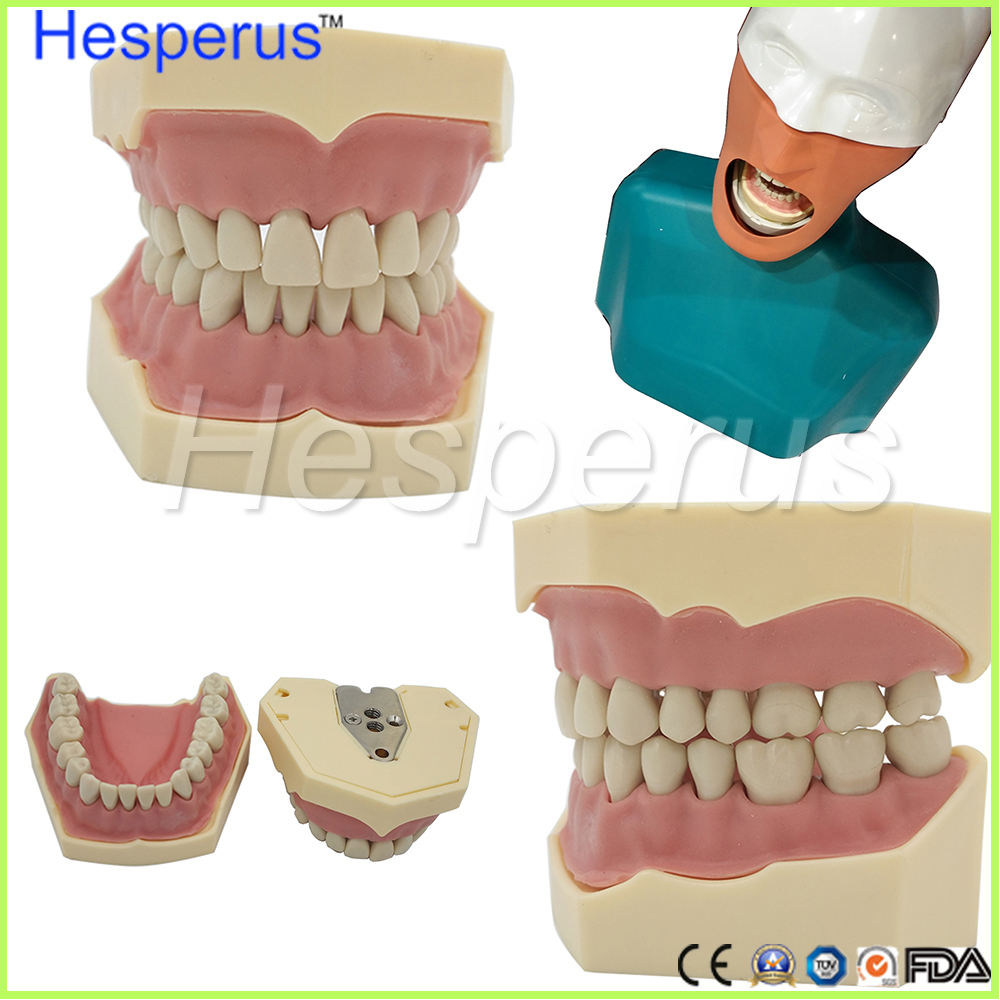 Dental Soft Gum Removable 28PCS Teeth Model Hesperus Compatible Nissin 200