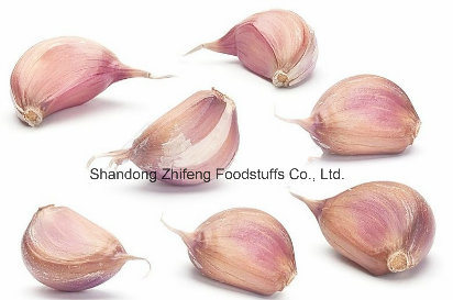 2017 Fresh Purple Garlic with High Quality