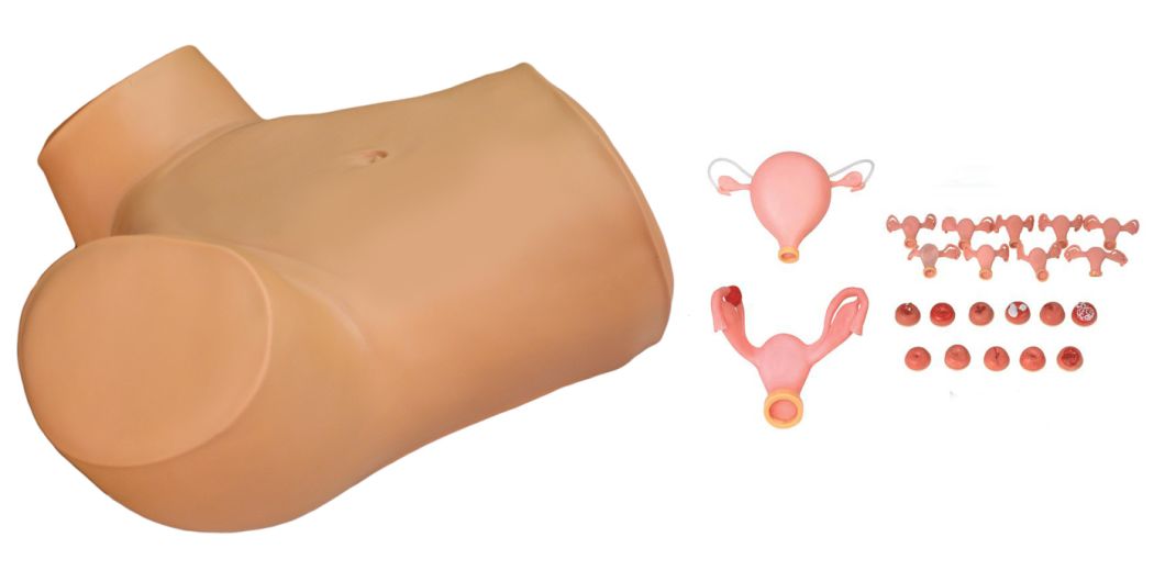 Xy-F-0012 Gynecological Training Model