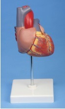 Xy-A6027 Heart Model (2 timesenlarged)