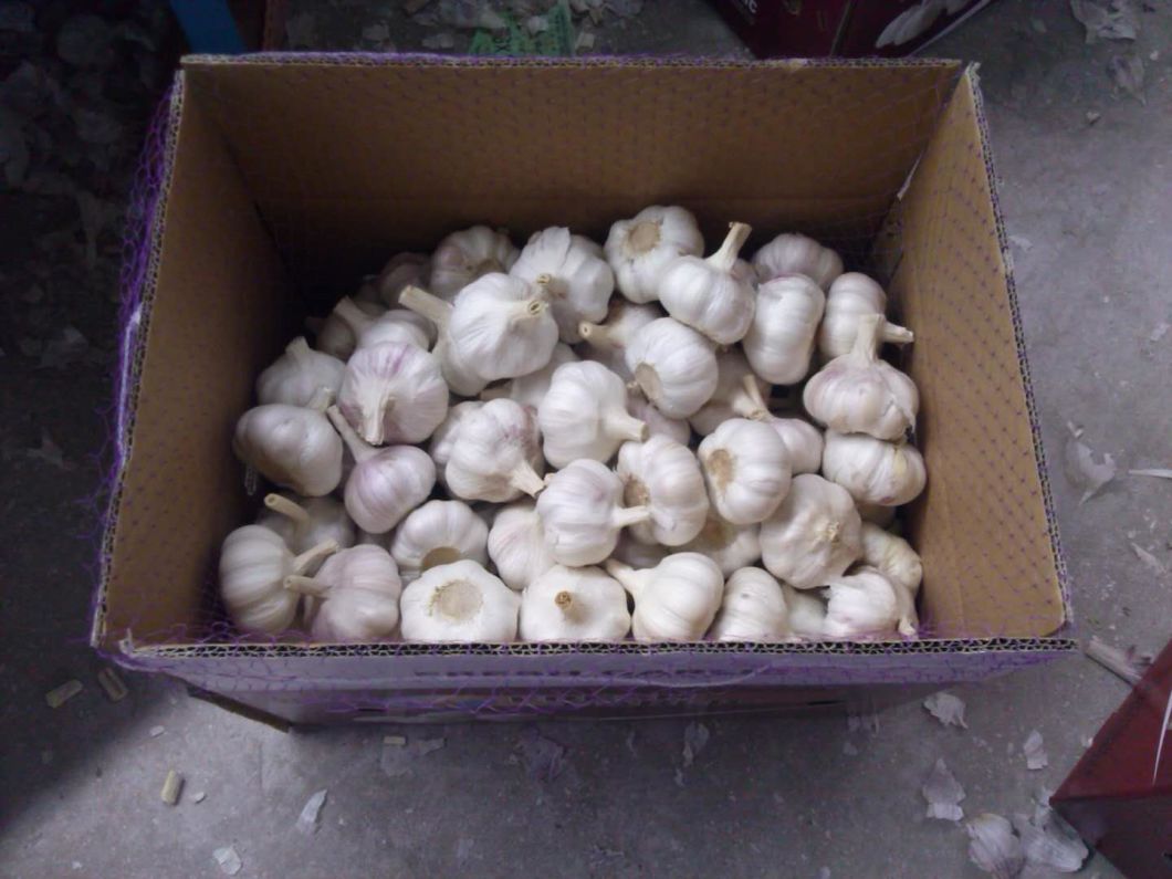 Ail frais chinois de qualité supérieure sur le marché européen