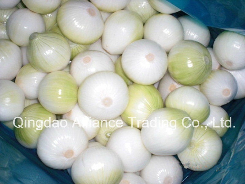 Fresh Red Purple White Peeled Onion Export to Austrilia Market