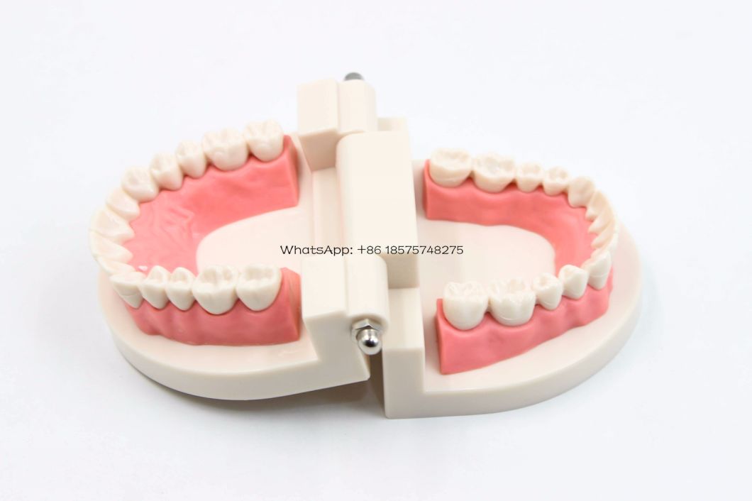 Dental Education Teeth Model Implant Practice Model