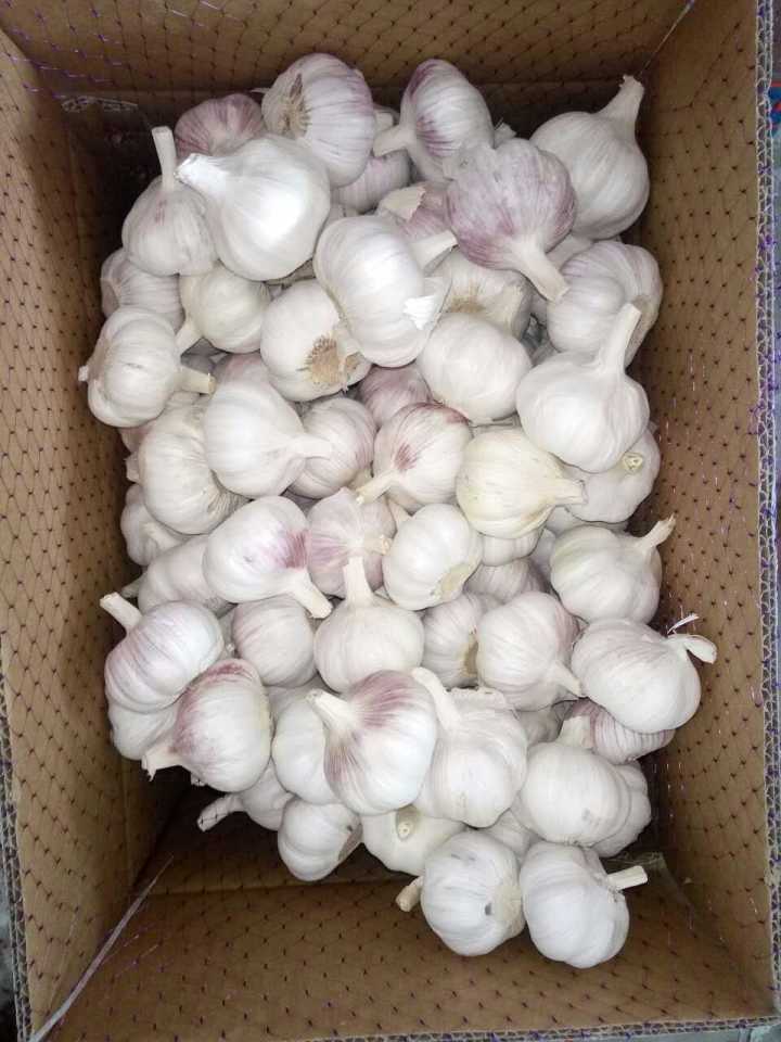 New Season Top Quality Fresh White Garlic