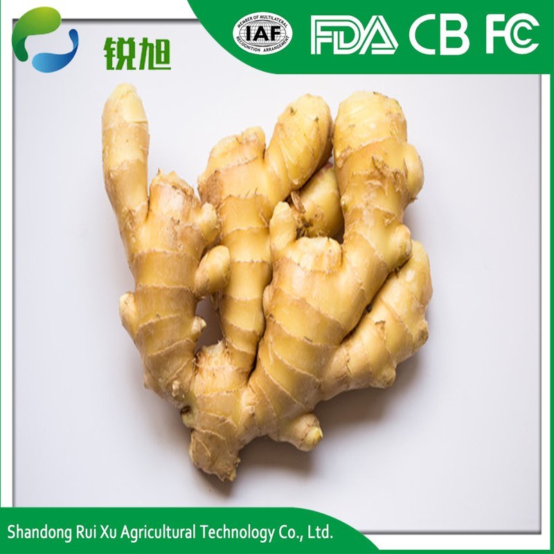 Fresh Ginger Material Bulk IQF Frozen Ginger for Sale