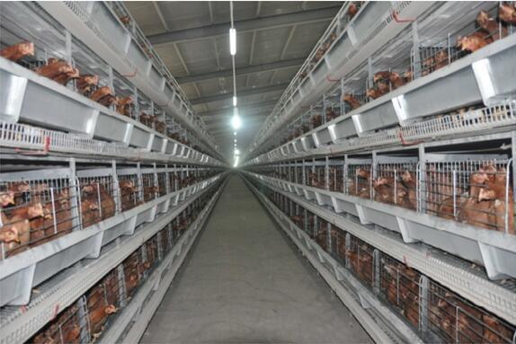 H Frame Battery Cage for Layer Farm