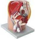 Xy-K63 Median Section of Male Pelvis Model