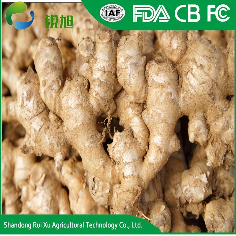 Fresh Ginger Material Bulk IQF Frozen Ginger for Sale