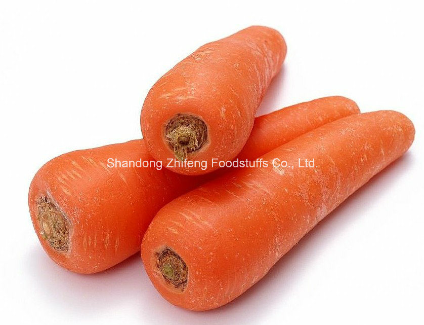 Fresh Carrot with Competitive Price