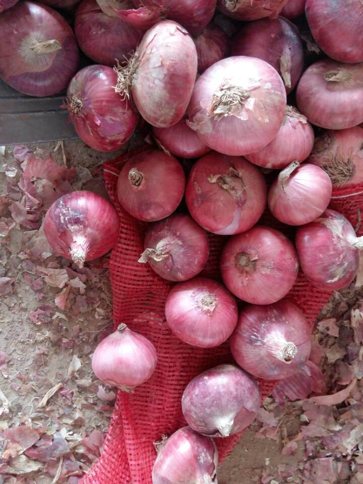 New Crop Chinese Fresh Red Onion for Sale