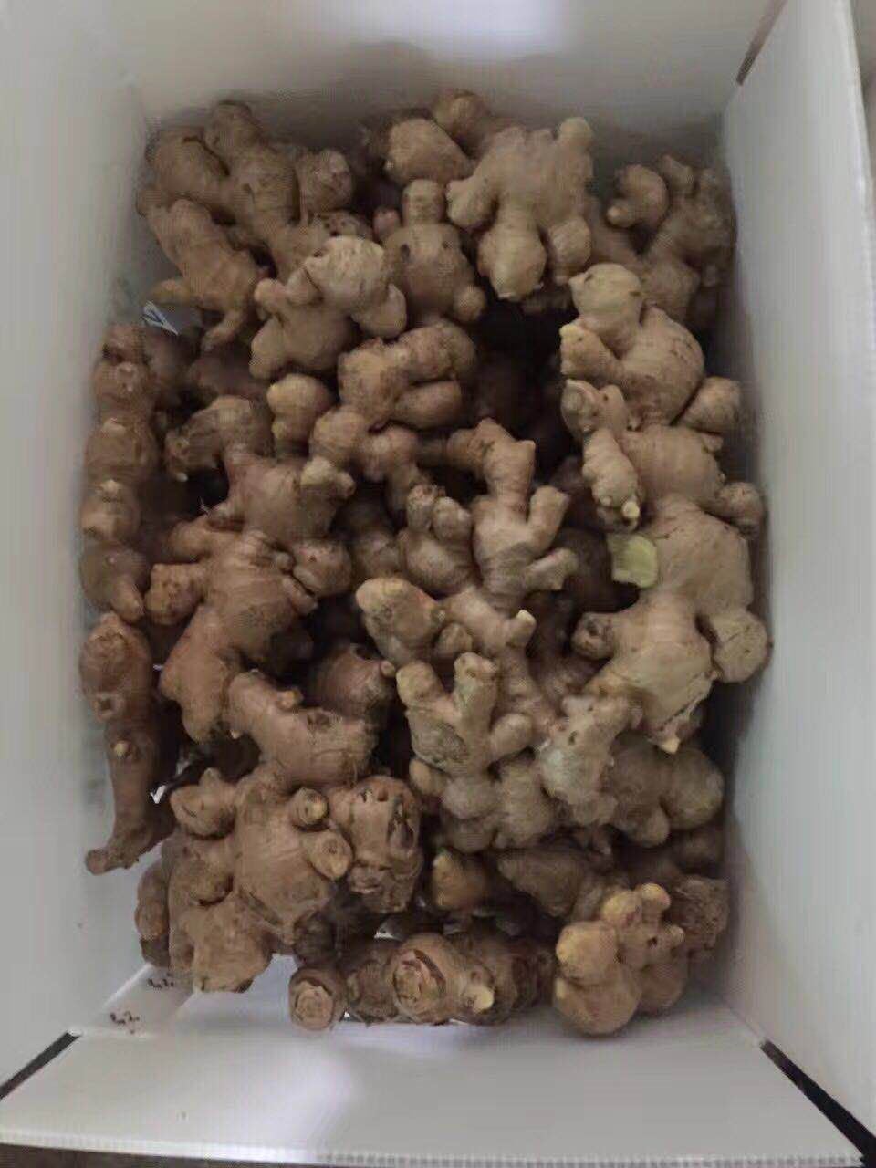 Chinese No Pesticide Fresh Organic Ginger