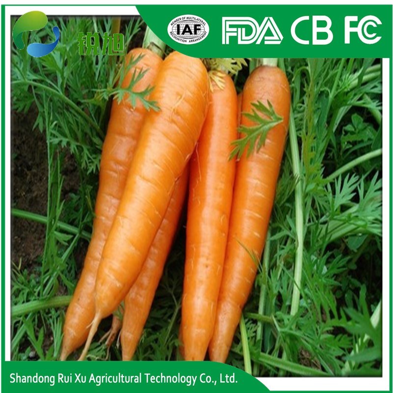 High Quality China Fresh Carrot in 10kg/Carton