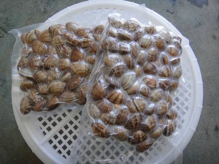 Frozen Boiled Whole Shell Clam