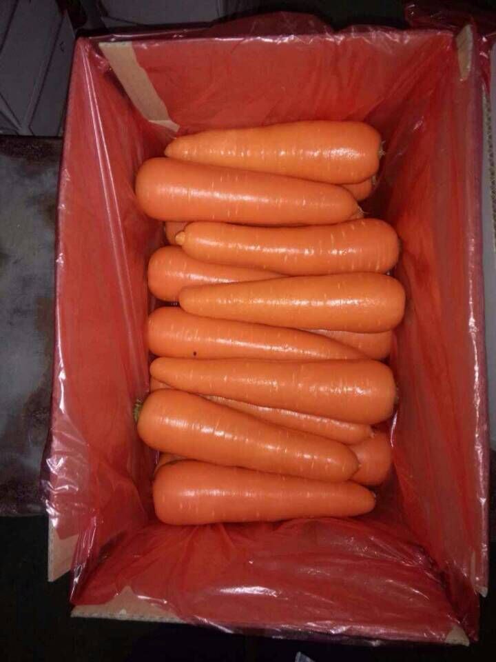 Fresh New Season Carrot From China