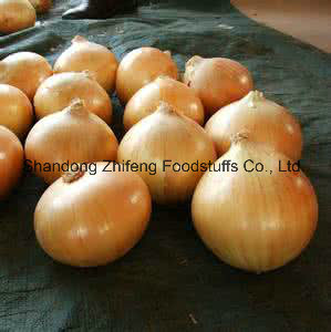 New Fresh Yellow Onion with Great Quality