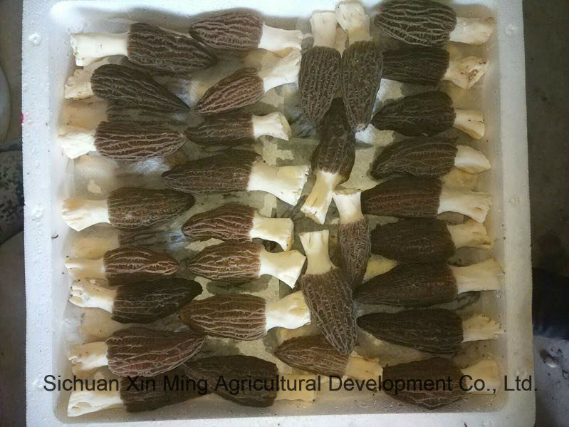 2018 Hot Selling Fresh Morel Mushroom The Organic Food