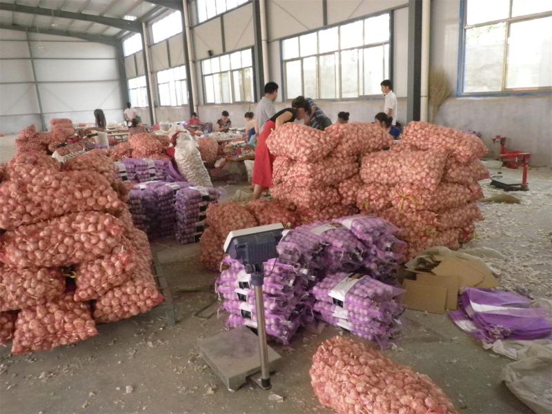 China New Quality Fresh White Garlic