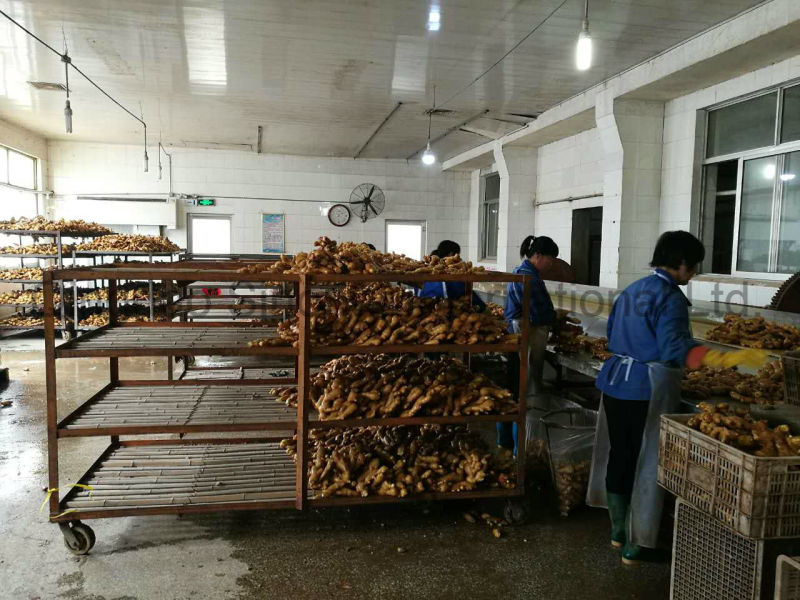 Dried Ginger with (150-250g, 250g and up, 300g and up, 350g and up)