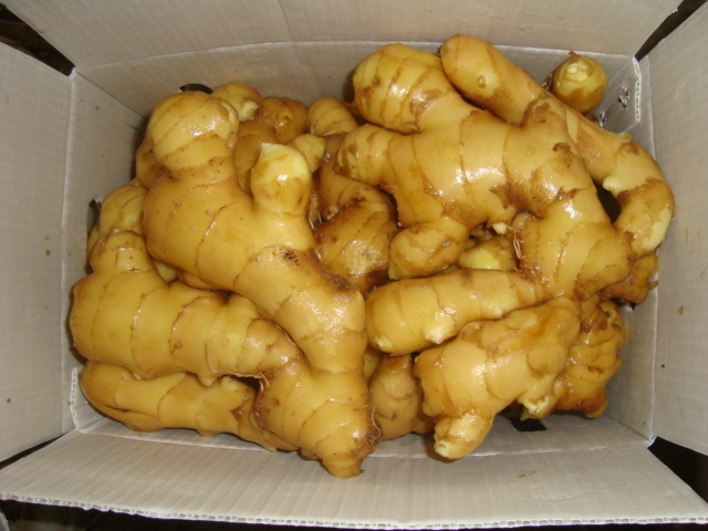 2017 Chinese New Crop Fresh Ginger with Good Price