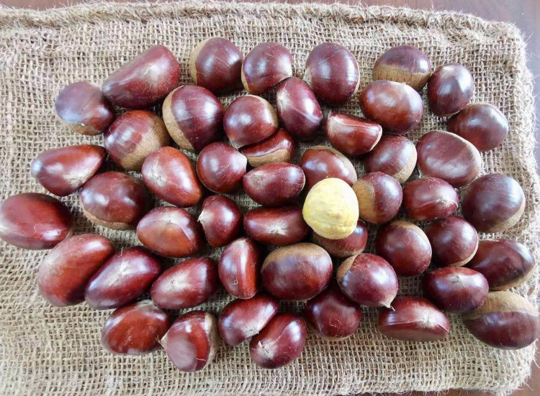 Fresh Chestnut