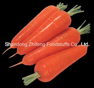 2018 New Crop Fresh Chinese Carrot