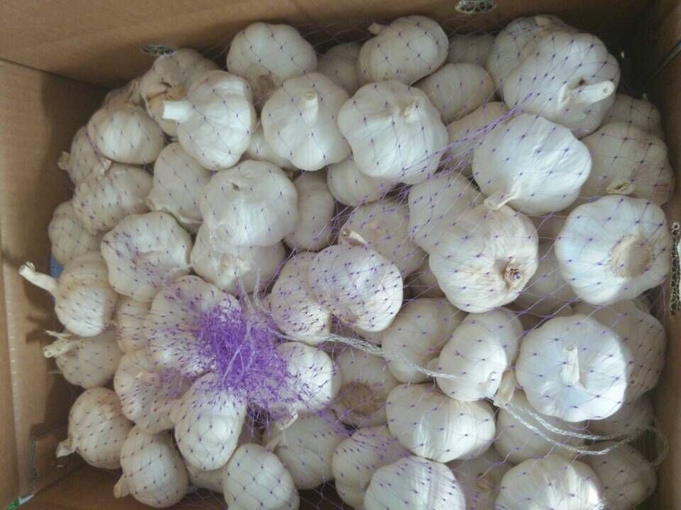 Chinese Red/Normal White/Pure White Wholesale Fresh Garlic