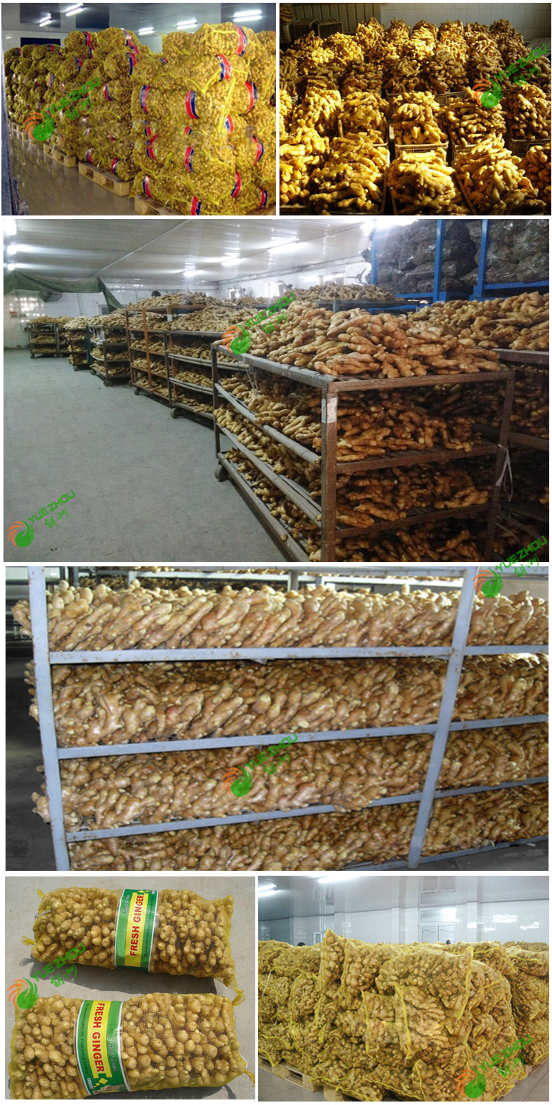 2018 Fresh Ginger New Crop Ginger with Cheap Price From China