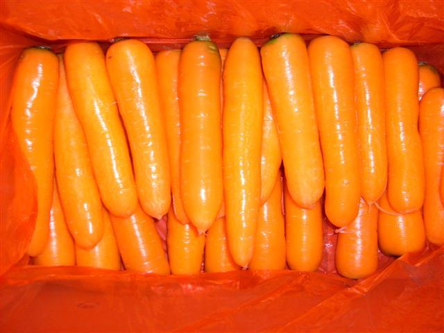 New Crop Wholsale Fresh Chinese Carrot (M size)