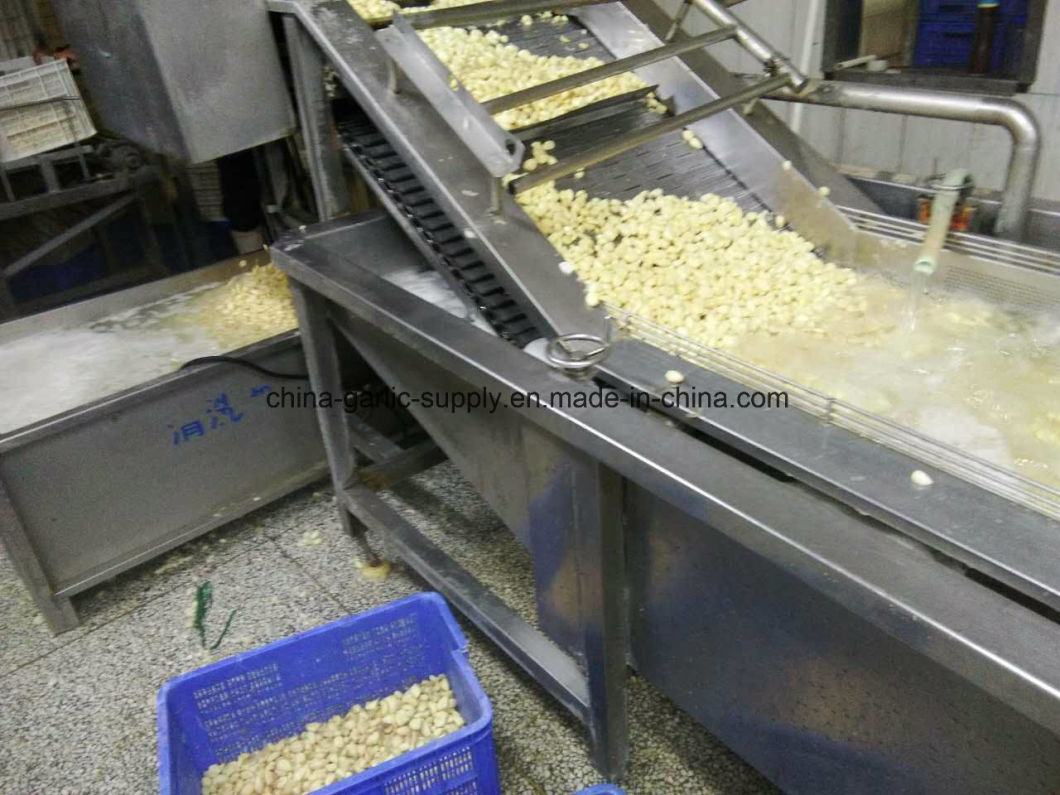 Wholesale IQF Frozen Diced Garlic Price