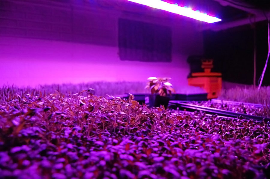 300W Plant Lighting LED Growing Hydroponic