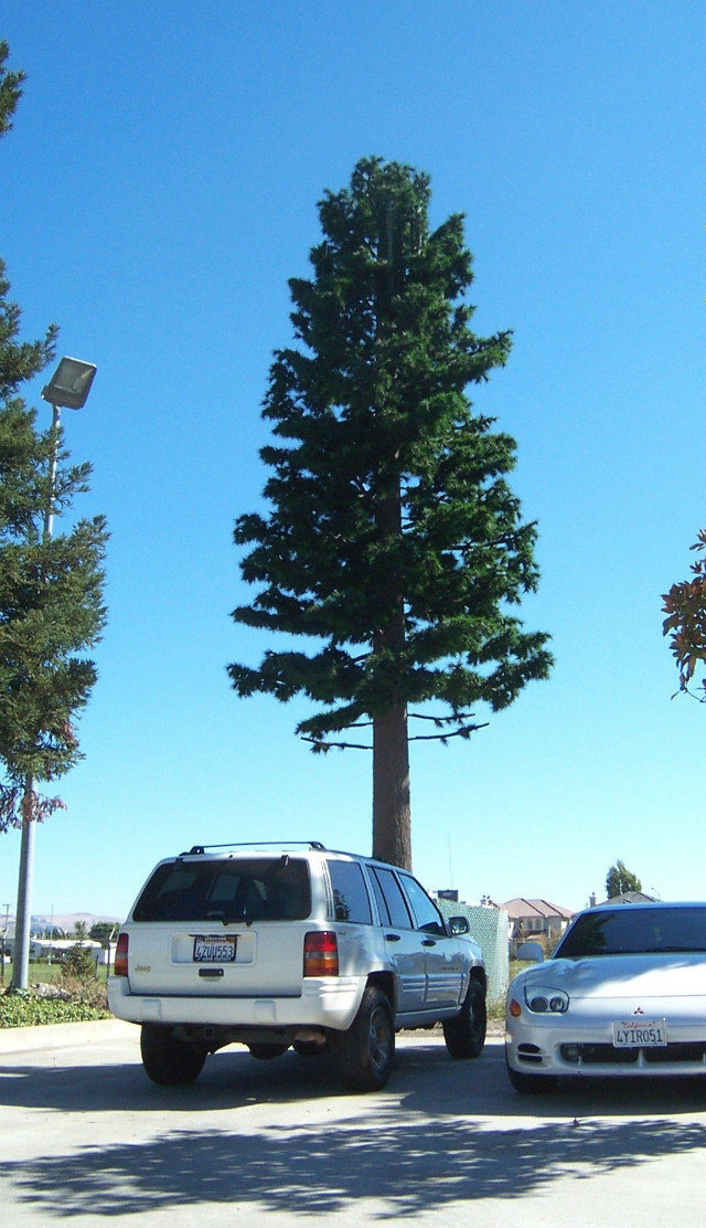 Steel Tube Fake Tree Communication Tower